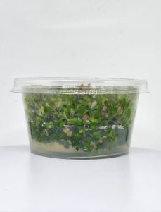 Rotala florida IN VITRO CUP