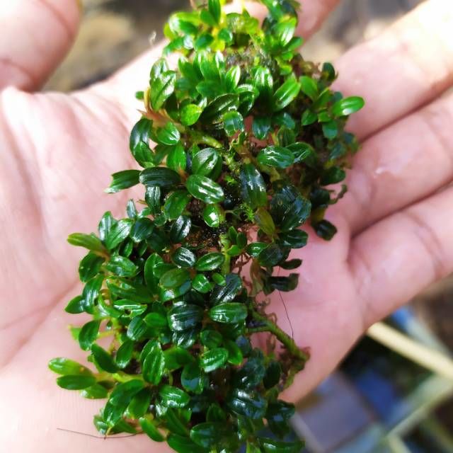 Bucephalandra mini Boyan 10x10CM