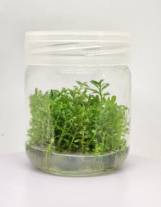 Rotala bossi IN VITRO JAR (KAVANOZ)