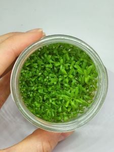 Rotala bossi IN VITRO JAR (KAVANOZ)