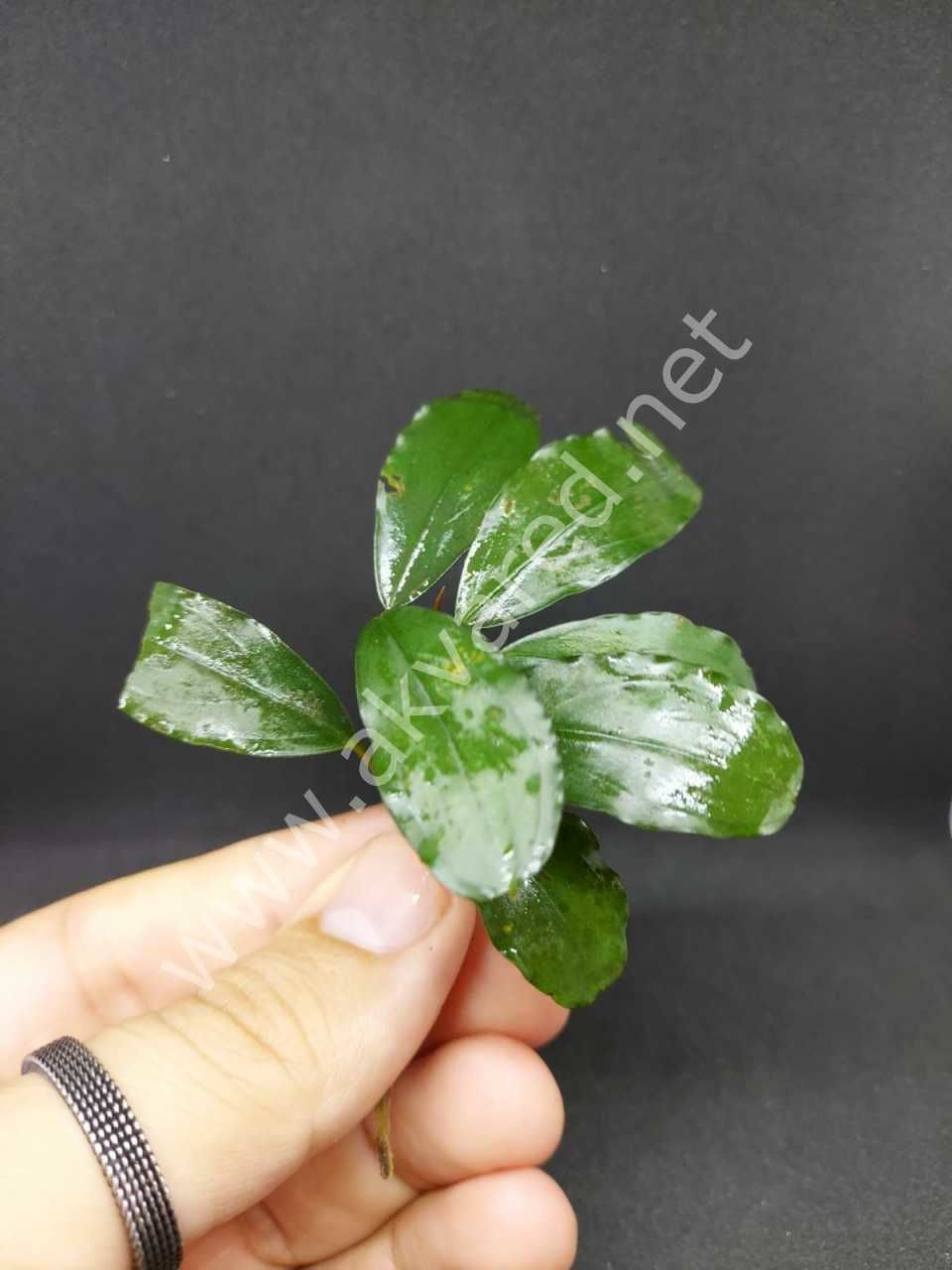 Bucephalandra blue diamond ADET