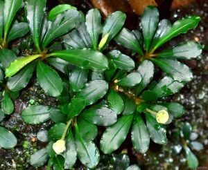 Bucephalandra mini kapit 10x10cm ÖN SİPARİŞ