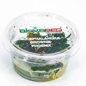 Bucephalandra brownie phoenix Premium POT