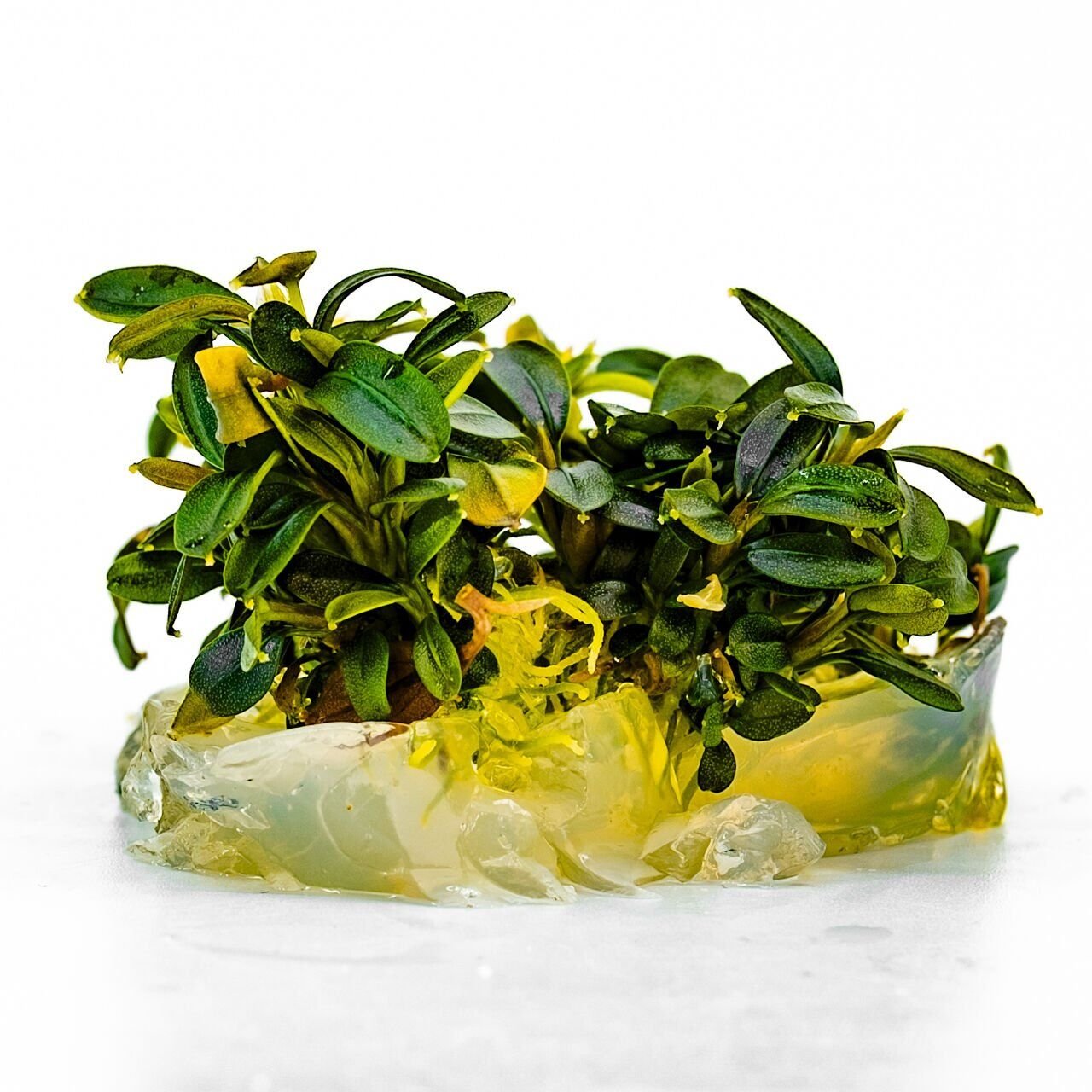 Bucephalandra brownie phoenix Premium POT