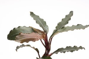 Bucephalandra red theia 10X10 CM PORSİYON