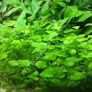 Cardamine lyrata ADET