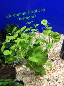 Cardamine lyrata ADET