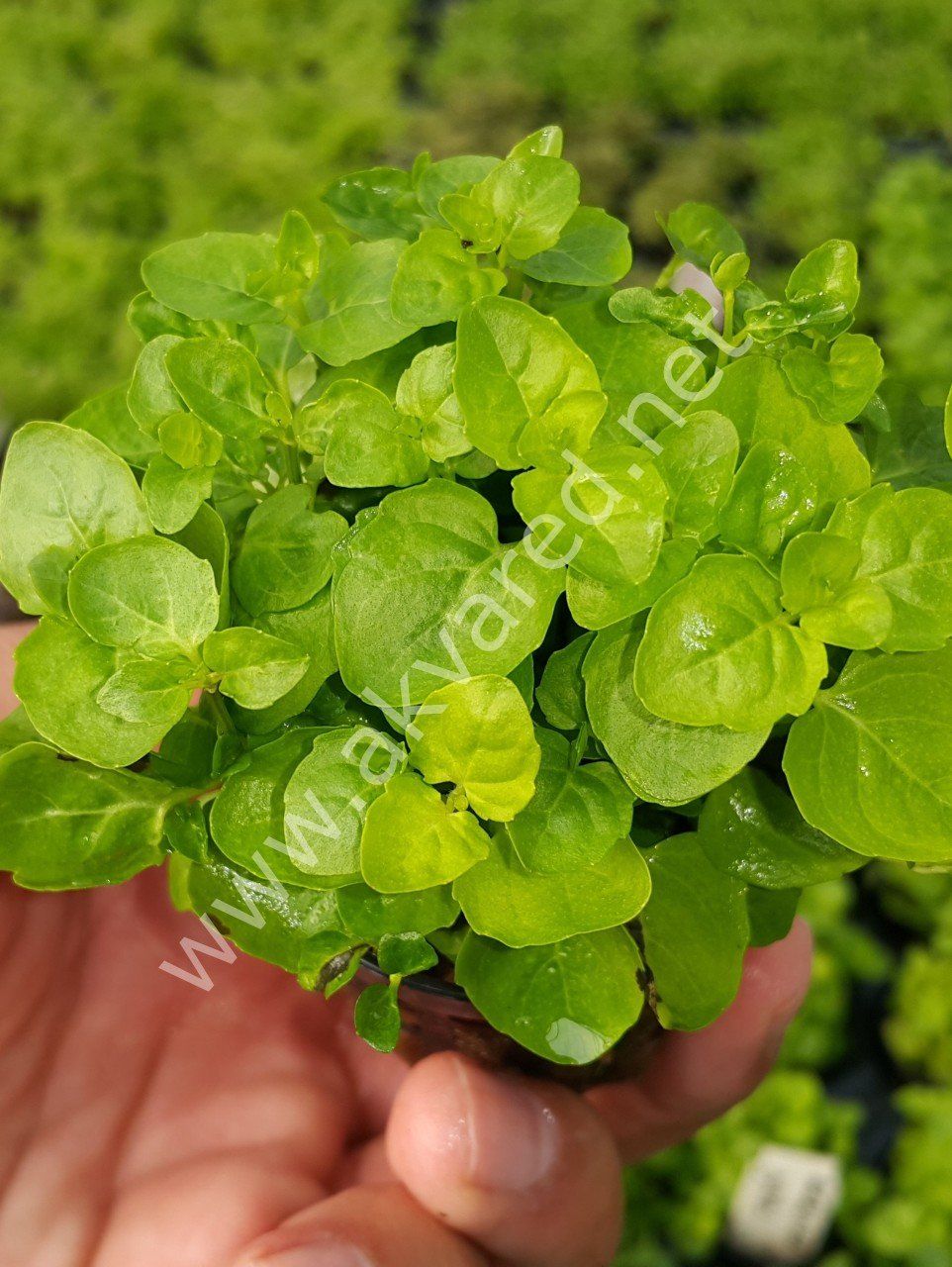 Cardamine lyrata ADET