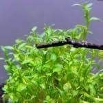 Ammannia towuti EXVITRO