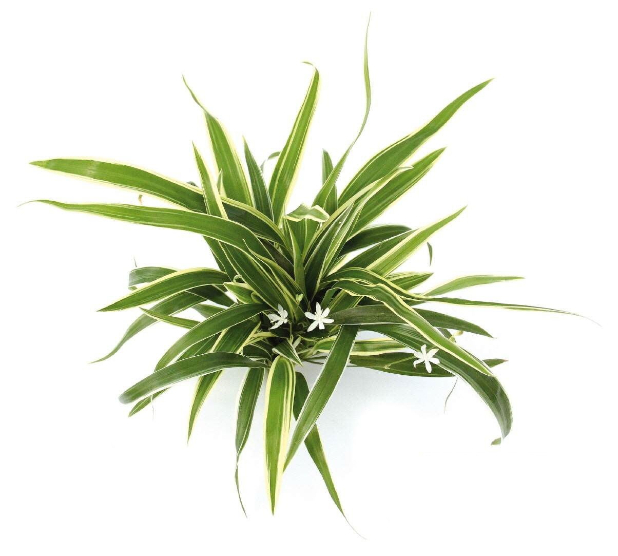 Chlorophytum bichetii İTHAL BUKET ÖN SİPARİŞ