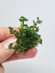 Ammannia towuti EXVITRO