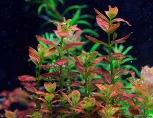 Cuphea anagalloidea BUKET