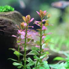 Cuphea anagalloidea BUKET
