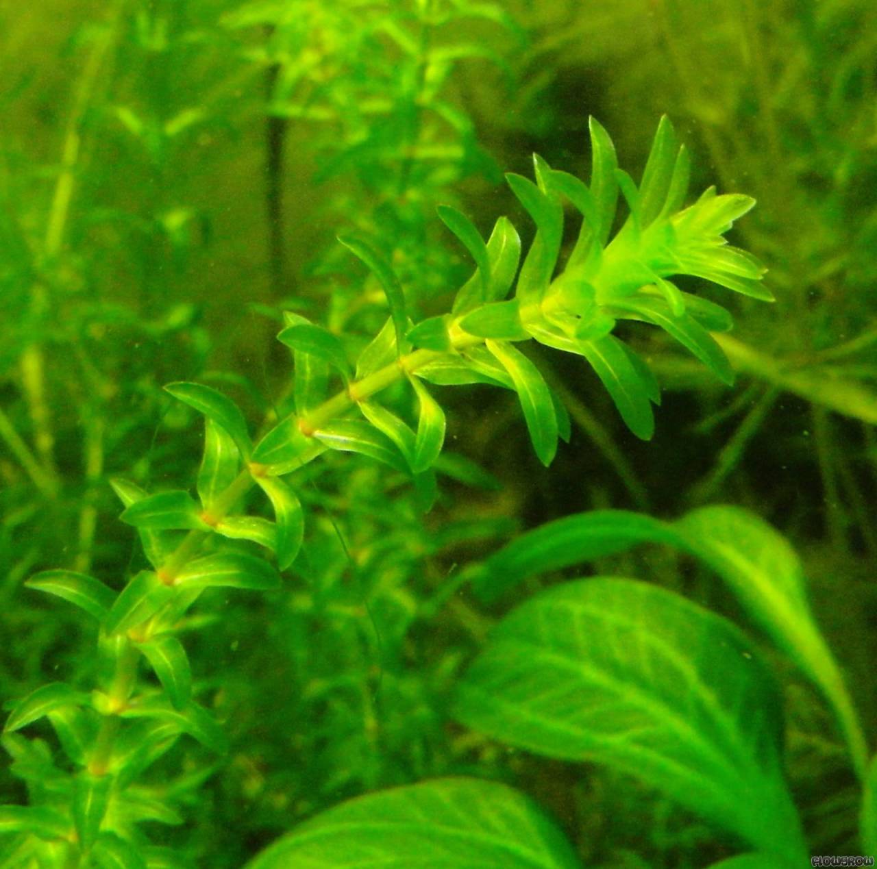 Egeria najas (İnce Elodea) BUKET