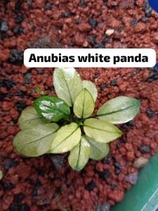 Anubias white panda ADET ÖN SİPARİŞ