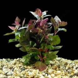 Hemigraphis sp. pink BUKET 