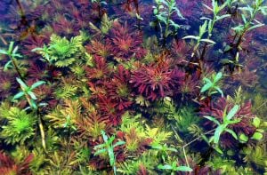 Hygrophila difformis red  IN VITRO CUP