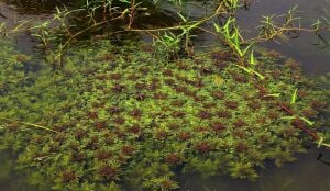 Hygrophila difformis red  IN VITRO CUP