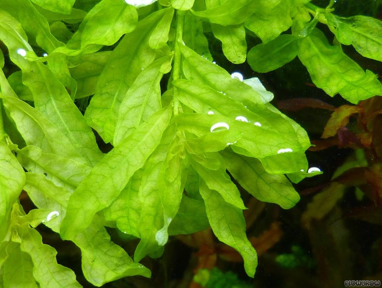 Ludwigia inclinata green BUKET