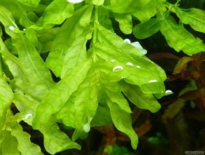 Ludwigia inclinata green BUKET