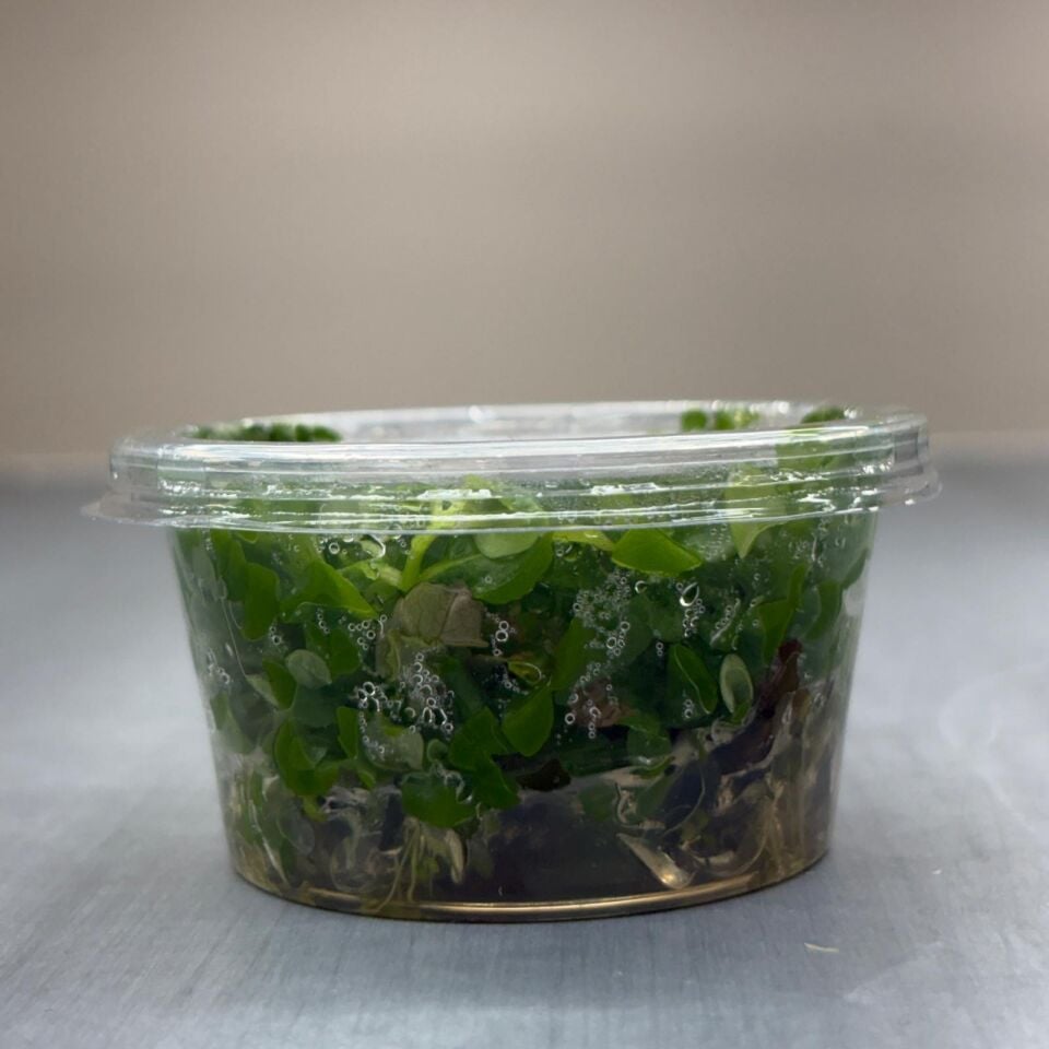 Hygrophila difformis red  IN VITRO CUP