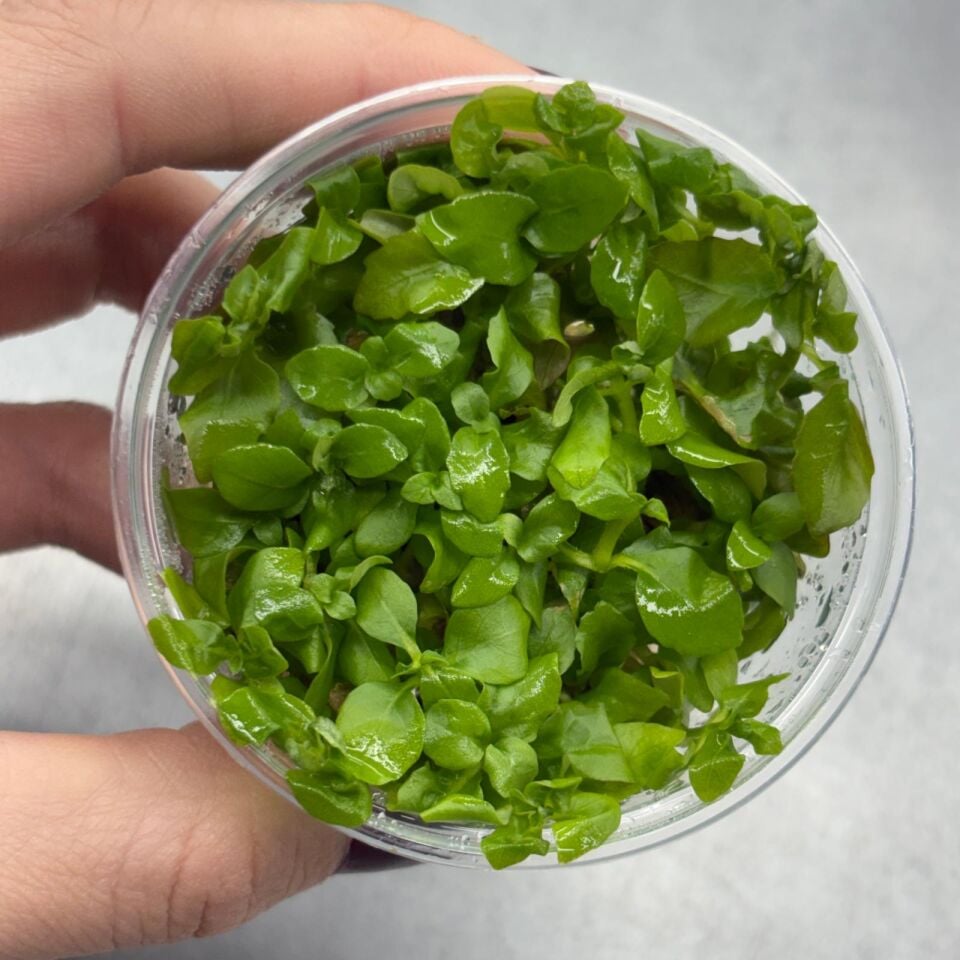 Hygrophila difformis red  IN VITRO CUP